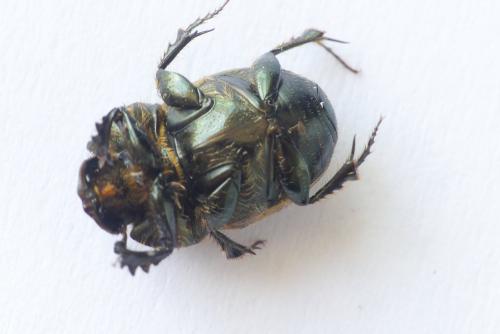 Réf. 253 204 : Onthophagus vacca